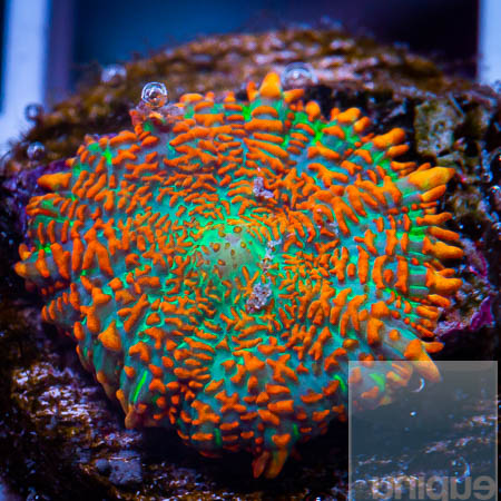 MS-ragin orange Rhodactis 69 32.jpg