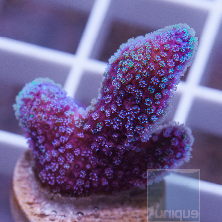 MS-rainbow pocillopora 29 49.jpg