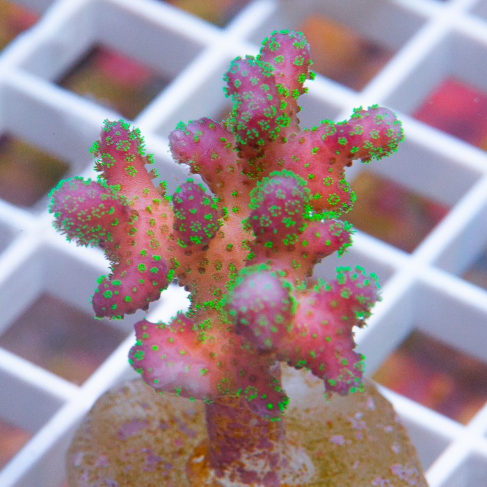 MS-rainbow-pocillopora-39-59.jpg