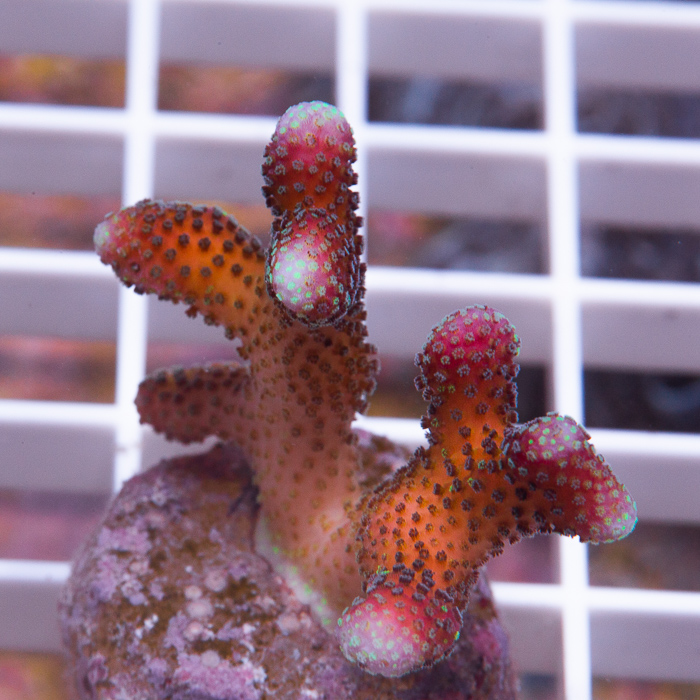 MS-rainbow-pocillopora-39-59.jpg