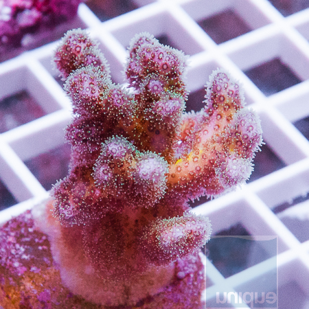 MS-rainbow-pocillopora-39-59.jpg