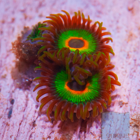 MS-rasta zoa 32 59.jpg