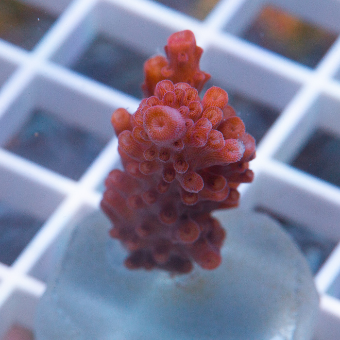 MS-red-acropora-29-59.jpg