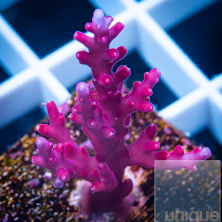 MS-red dragon Acropora 69.jpg