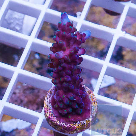 MS-Reefgen purple stag 28 43.JPG