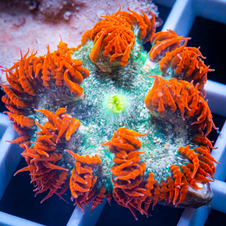 MS-Rock flower anemone 59 34.jpg
