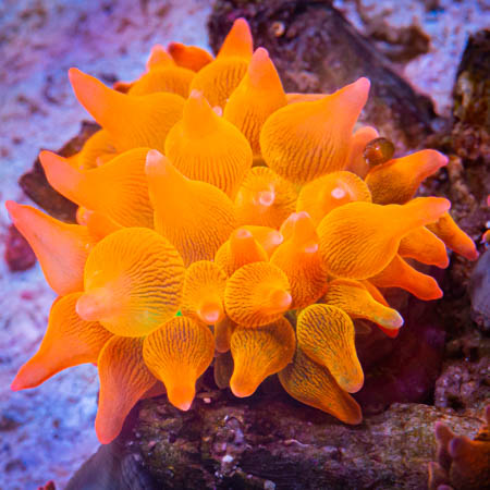 MS-Rose Bubbletip anemone 179 119 (1).jpg