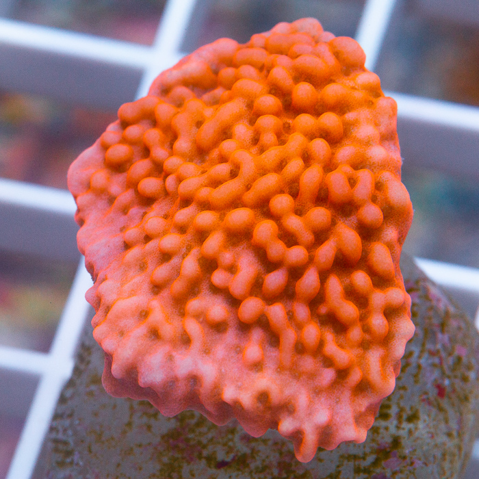 MS-RRA-nauti-spiral-montipora-34-49.jpg