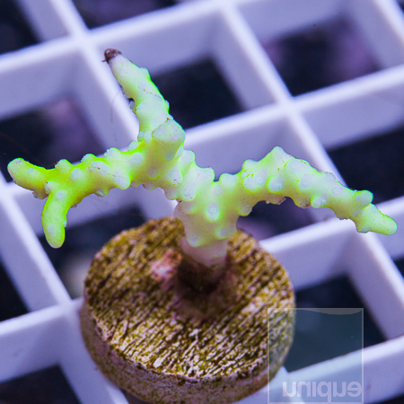 MS-slimeball anacropora 24 39.jpg