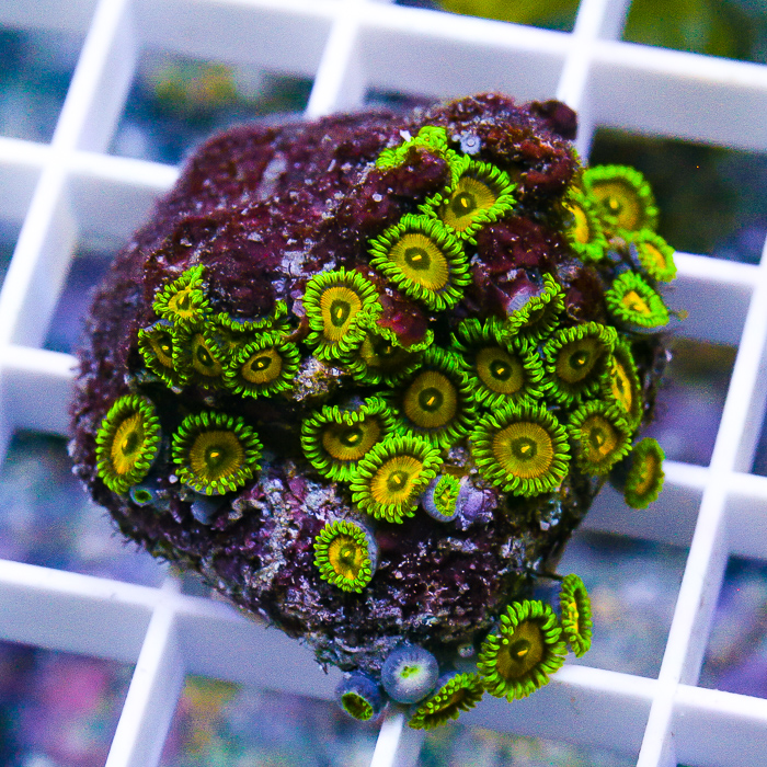 MS-spongebob-colony-139-169.jpg