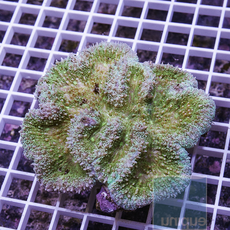 MS-Symphyllia coral 49 77.JPG