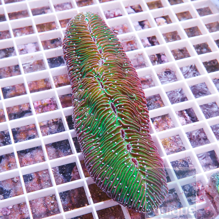 MS-tonge-coral-39 (2).jpg