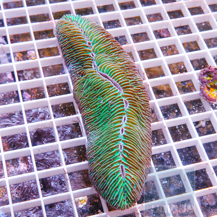 MS-tonge-coral-39.jpg