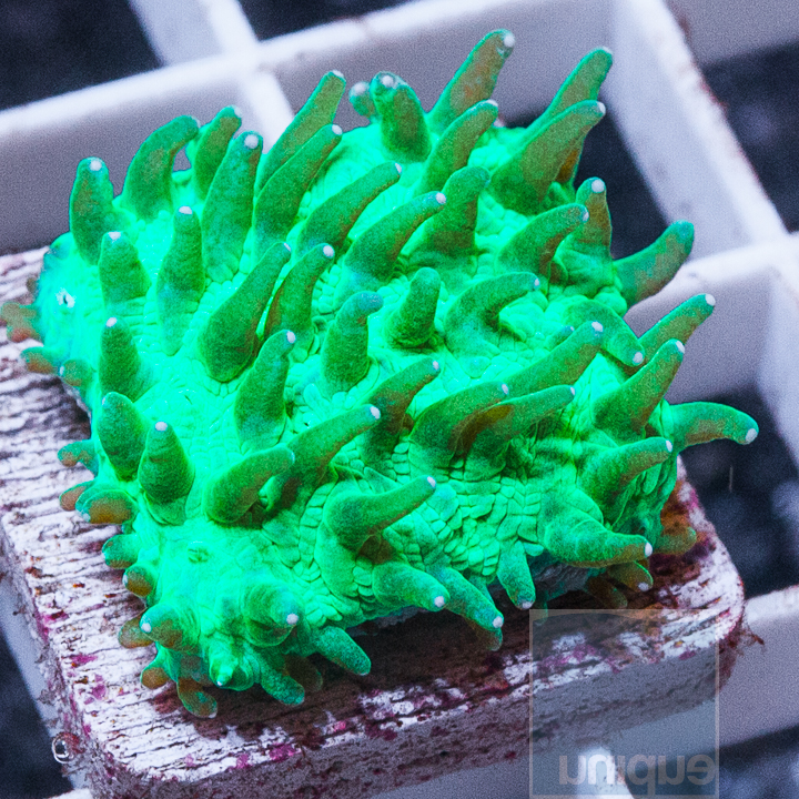 MS-tongue-coral-5.jpg