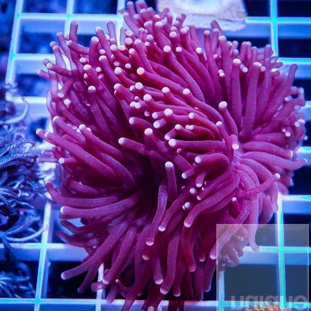 MS-torch coral 159 99.jpg
