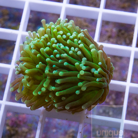 MS-torch coral 39 59.jpg