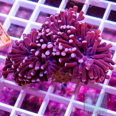 MS-torch coral 40 79.jpg