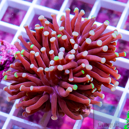 MS-torch coral 49 69.jpg