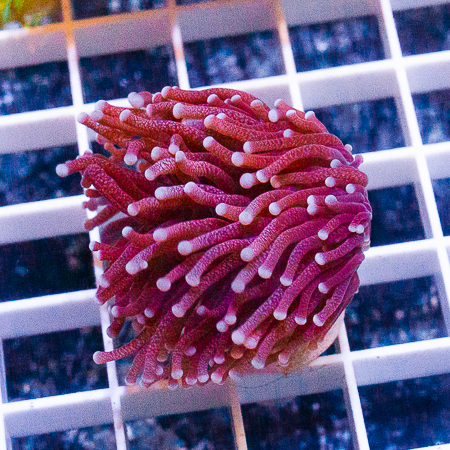 MS-torch coral 49 79.jpg