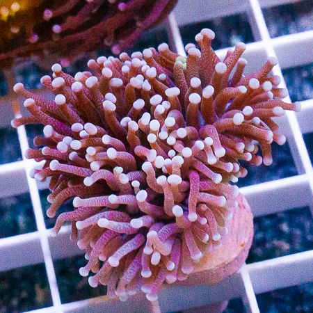 MS-torch coral 64 99.jpg