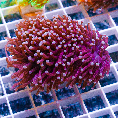 MS-torch coral 69 119.jpg