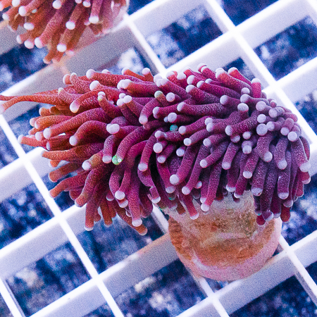 MS-torch coral 69 99.jpg