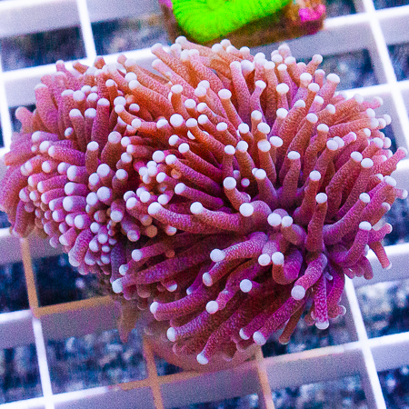 MS-torch coral 79 139.jpg