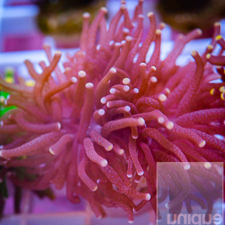 MS-torch coral 99 69.jpg