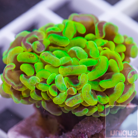 MS-toxic hamer coral 26 39.jpg