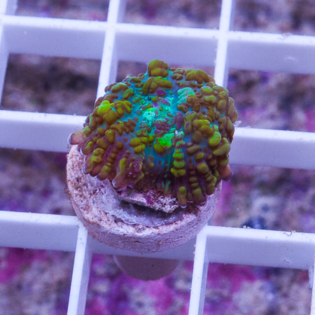 MS-Tricolor bubbly mushroom 66 99 (1).jpg