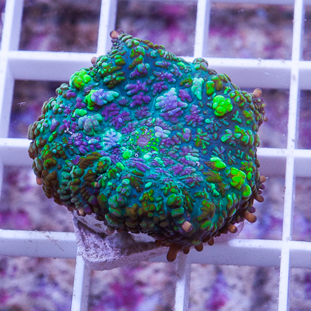 MS-Tricolor bubbly mushroom 79 99.jpg