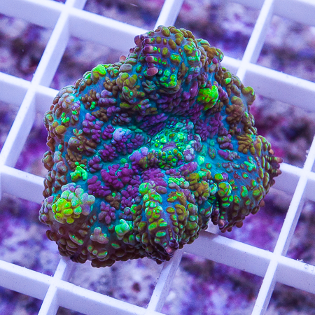 MS-tricolor bubbly rhodactis 69 99.jpg