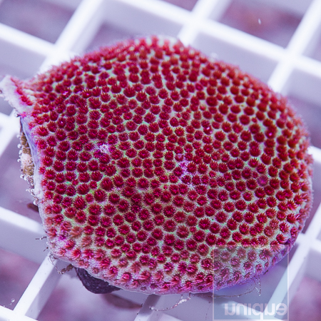 MS-UC Blood moon porites 59 99.jpg