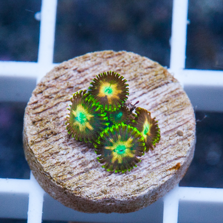 MS-uc citrus shine zoanthids 39 49 (1).jpg