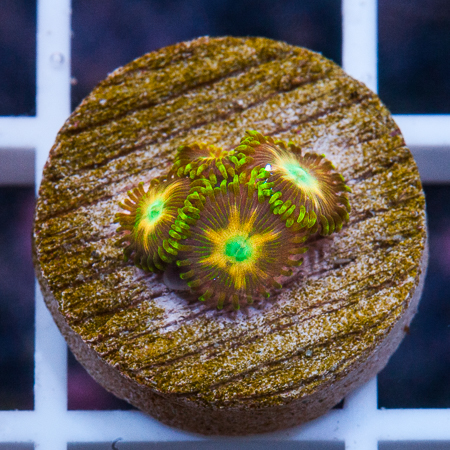 MS-uc citrus shine zoanthids 39 49.jpg