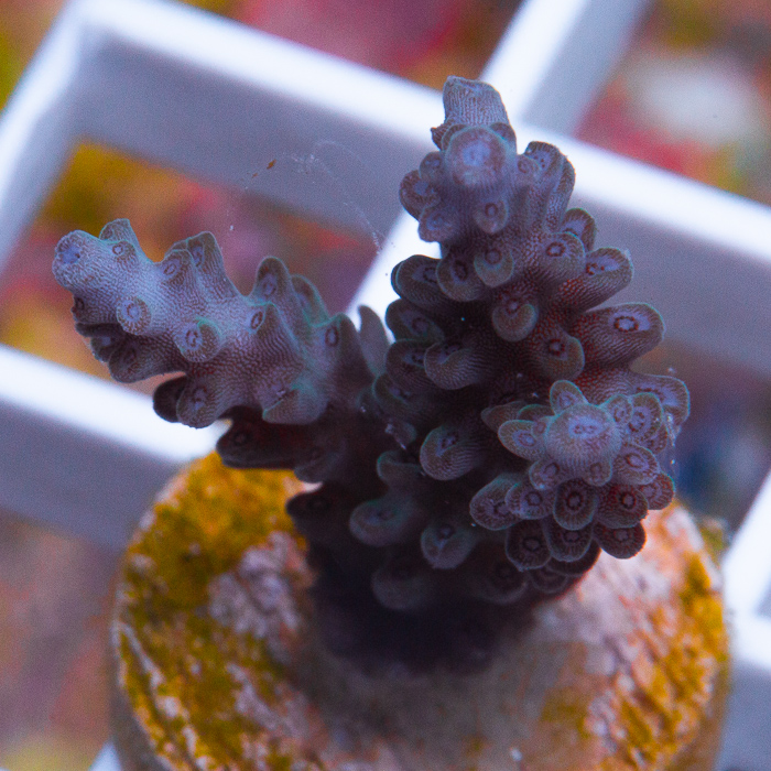 MS-uc-nightshade-acropora-39-79 (2).jpg