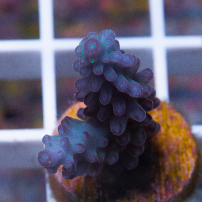 MS-uc-nightshade-acropora-39-79.jpg