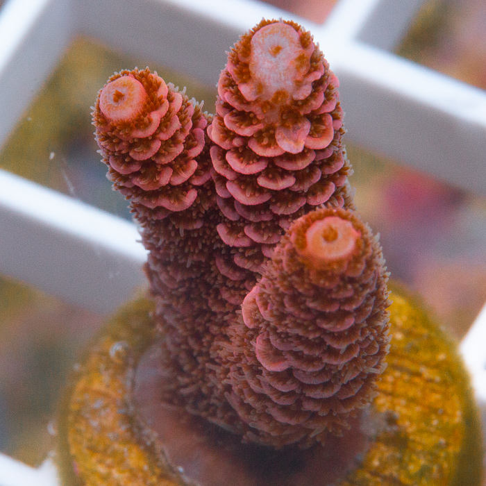 MS-uc-pink-millepora-29-59 (2).jpg