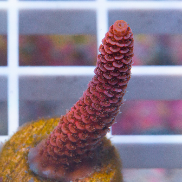 MS-uc-pink-millepora-29-62.jpg