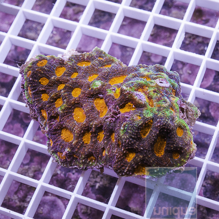 MS-ultra acan echinata 124 199.JPG