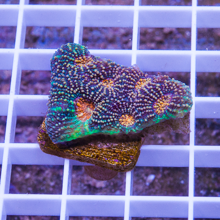 MS-ultra acan echinata 23 38.jpg