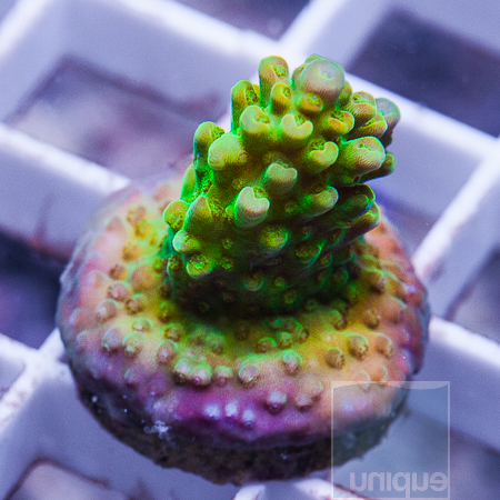 MS-ultra acropora 17 34.jpg