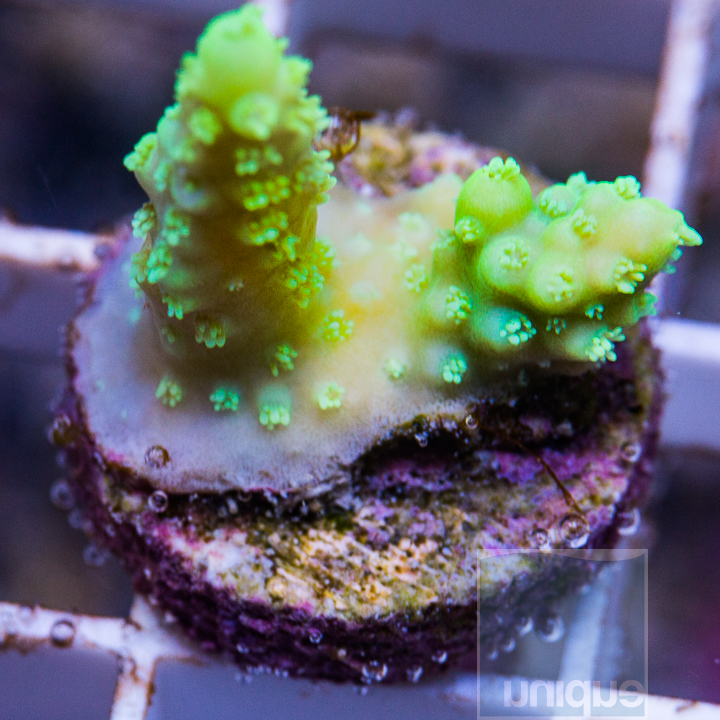 MS-ultra acropora 19 29.jpg