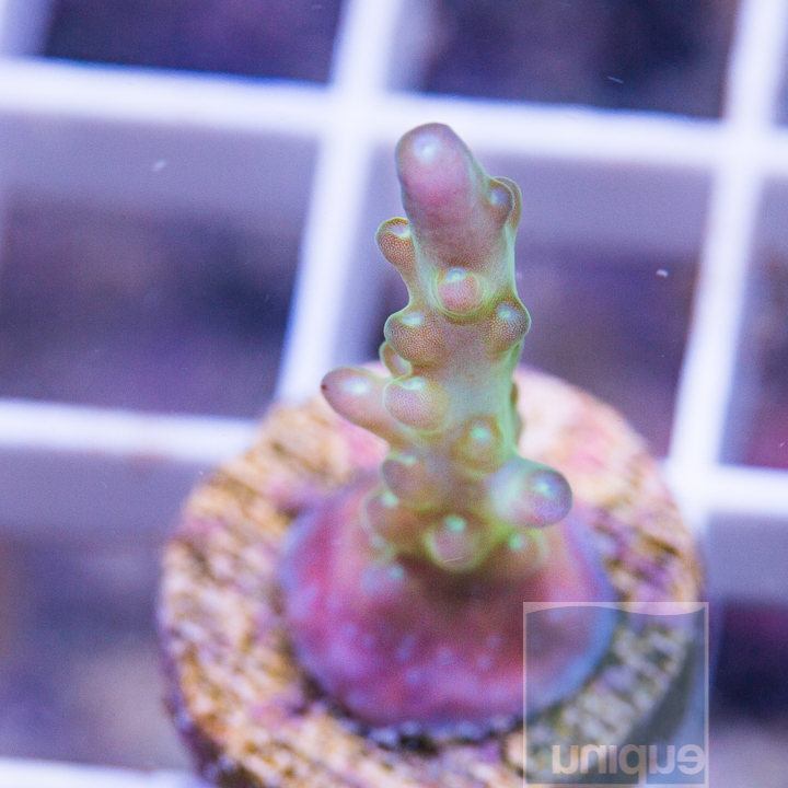 MS-ultra acropora 22 39 (2).jpg