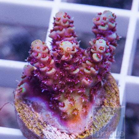 MS-ultra acropora 29 49.jpg