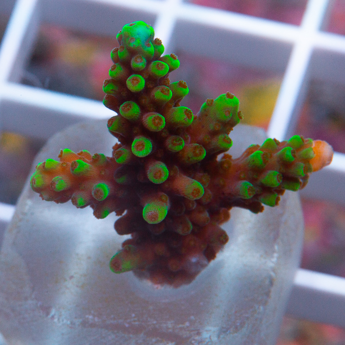 MS-ultra-acropora-38-59.jpg