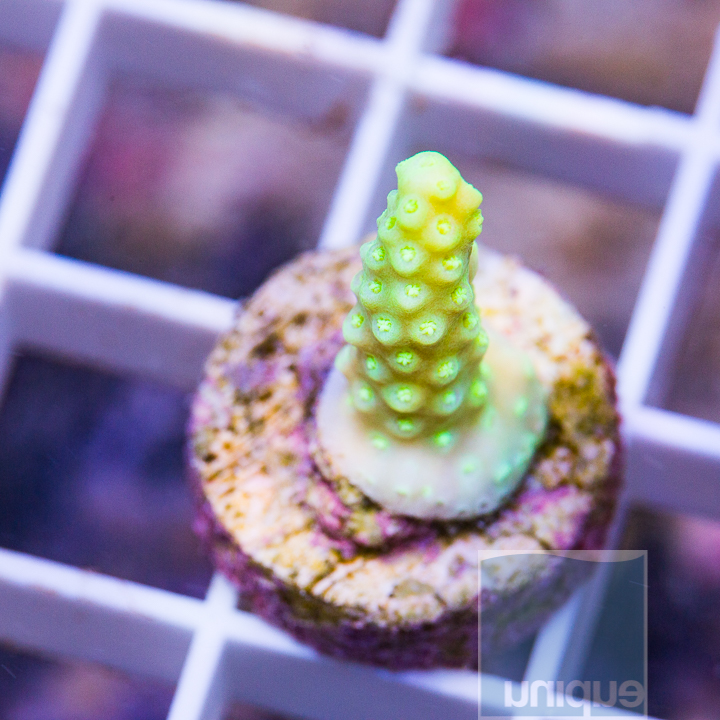 MS-ultra acropora 5 29.jpg