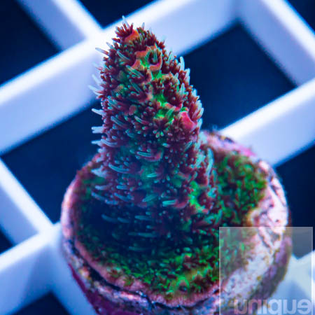 MS-ultra Acropora 59 38.jpg