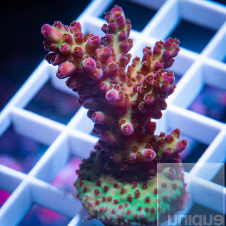 MS-ultra Acropora 69 49.jpg