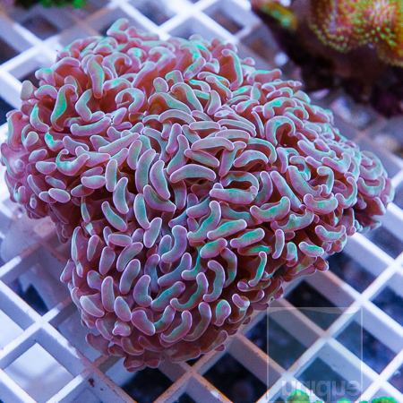 MS-ultra-hammer-coral-99-149.jpg